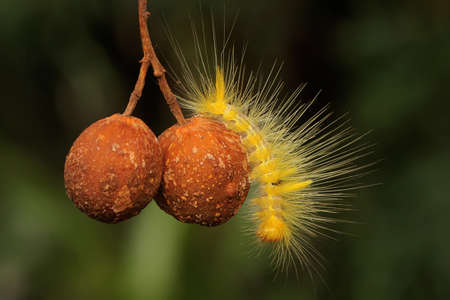 A bright yellow caterpillar is eating leaves.の写真素材
