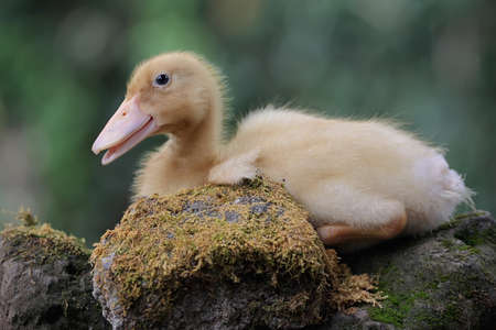 A duckling is resting on a mossy rock.