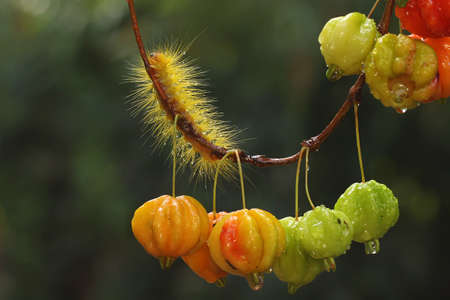 A bright yellow caterpillar is eating young leaves