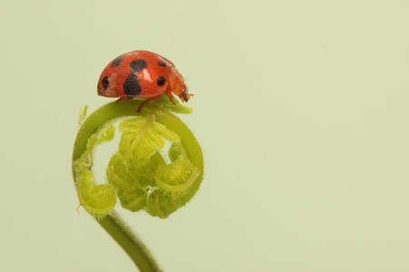 A ladybug is foraging in bushes. This small insect has the scientific name Epilachna admirabilis.の写真素材