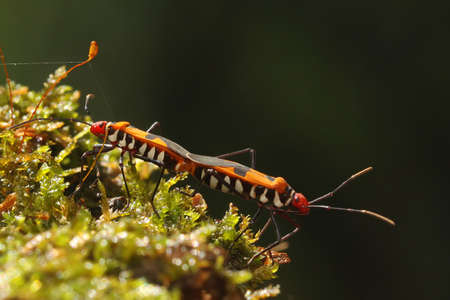 A pair of red cotton bugs (Dysdercus cingulatus) are mating on bush.