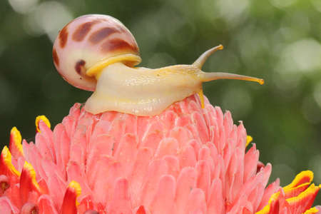 A small snail is foraging in the bushes.の写真素材