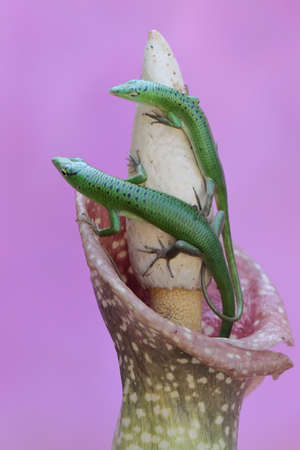 A pair of Emerald Tree Skink (Lamprolepis smaragdina) is preparing to mate.の写真素材