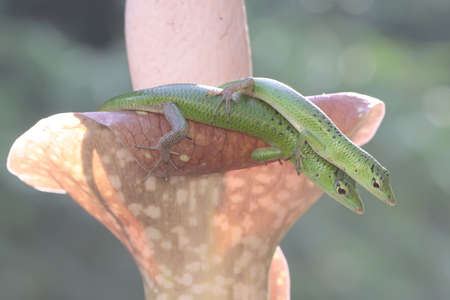 A pair of Emerald Tree Skink (Lamprolepis smaragdina) is preparing to mate.