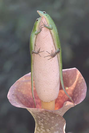 A pair of Emerald Tree Skink (Lamprolepis smaragdina) is preparing to mate.