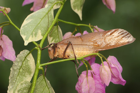 A yellow katydid is looking for prey on a wild flower.の写真素材