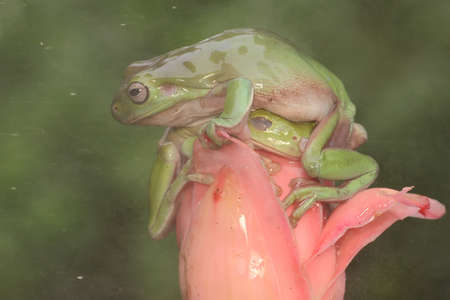 Two dumpy frogs (Litoria caerulea) resting on a wildflower.の写真素材