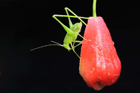 A katydid is looking for prey in the bushes.