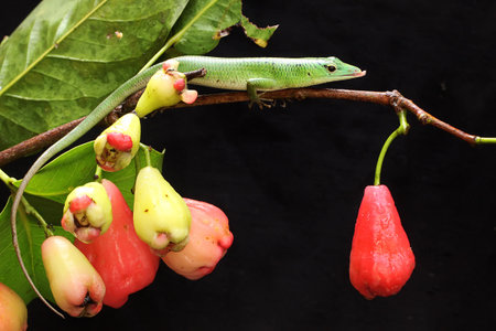 An emerald tree skink (Lamprolepis smaragdina) is looking for prey in wild flower.