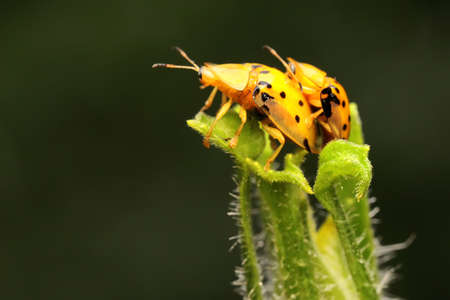A pair of Aspidomorpha miliaris beetles are mating on a bush.