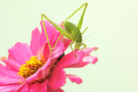 A long-legged grasshopper is foraging in the bushes. This insect has the scientific name Mecopoda nipponensis.の写真素材