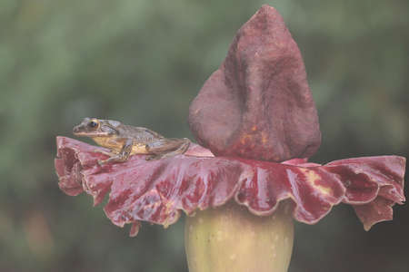 The beauty of the stink lily flower in full bloom. This plant has the scientific name Amorphophallus...