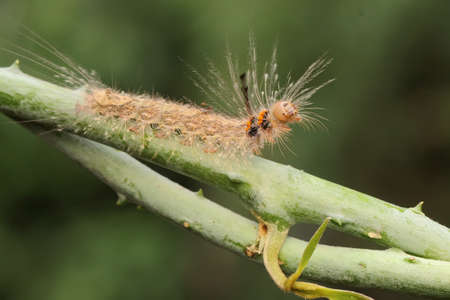 A caterpillar is foraging in a bush.