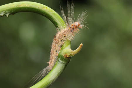 A caterpillar is foraging in a bush.