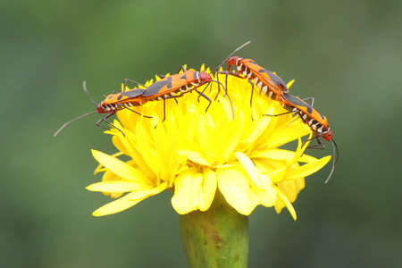 Two pair of red cotton bugs (Dysdercus cingulatus) are mating on bush.