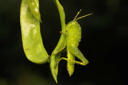 A young grasshopper is resting on a leaf.