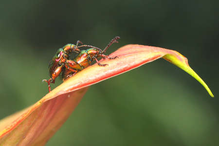 A pair of frog leg beetles mating. This beautiful rainbow-colored insect has the scientific name Sagra sp.の写真素材