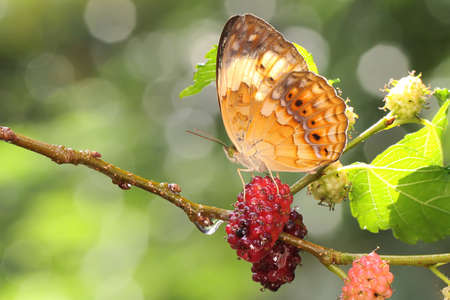 A butterfly of an attractive color is resting in a bush.の写真素材