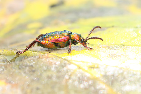 A frog leg beetle (Sagra sp) is sunbathing on the bush before starting his daily activities.の写真素材