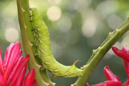 A tobacco hornworm is eating a bush. This bright green caterpillar has the scientific name Manduca secta.の写真素材