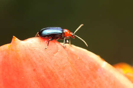 A pair of frog leg beetles mating. This beautiful rainbow-colored insect has the scientific name...