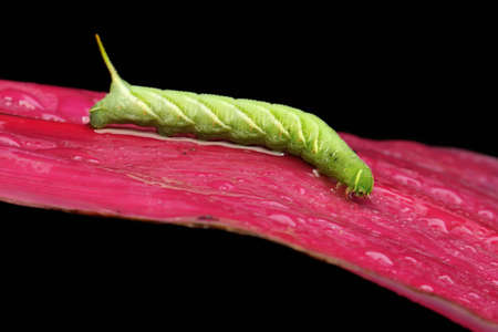 A tobacco hornworm is eating a bush. This bright green caterpillar has the scientific name Manduca secta.の写真素材