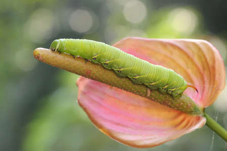 A tobacco hornworm is eating a bush. This bright green caterpillar has the scientific name Manduca secta.の写真素材