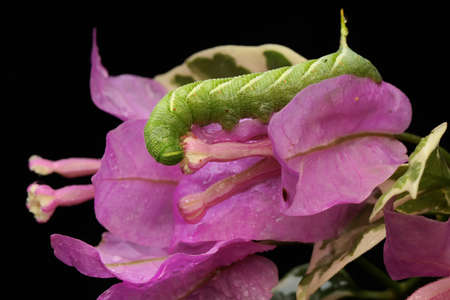A tobacco hornworm is eating a bush. This bright green caterpillar has the scientific name Manduca secta.の写真素材