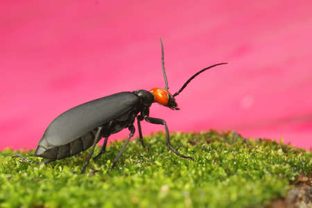 A blister beetle is foraging on a bush. This insect has the scientific name Epicauta hirticornis.