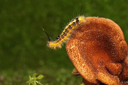 A caterpillar is foraging in a bush.の写真素材