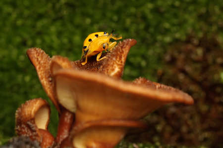 An Aspidomorpha miliaris beetle is looking for food on a bush.