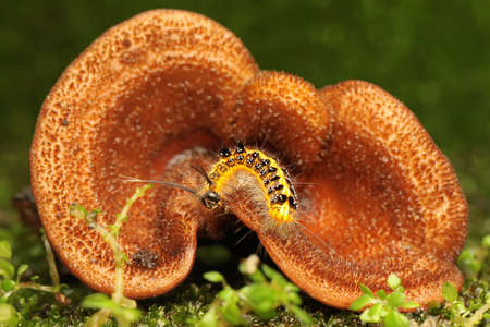 A caterpillar is foraging in a bush.の写真素材