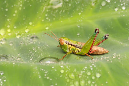 A young grasshopper is resting on a leaf.の写真素材