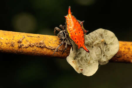 A jewel spider is looking for prey on a wild mushroom. This spider has the scientific name Gasteracantha flavicornis.の写真素材