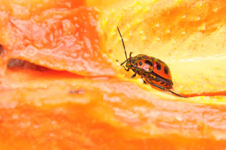 Harlequin bug or cotton harlequin bug is foraging on a split papaya fruit. This insect has the scientific name Tectocoris diophthalmus.の写真素材