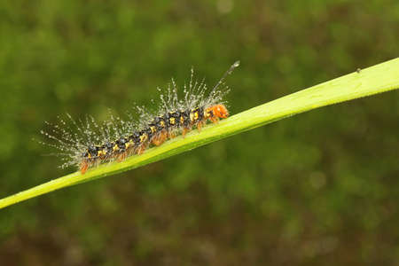 A caterpillar is foraging in a bush.の写真素材