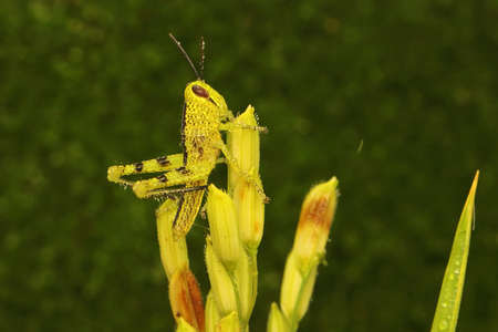 A young grasshopper is resting on the grains of rice.
