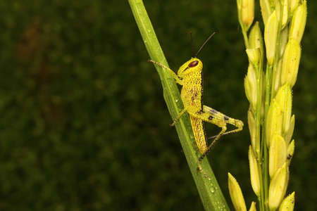 A young grasshopper is resting on the grains of rice.の写真素材