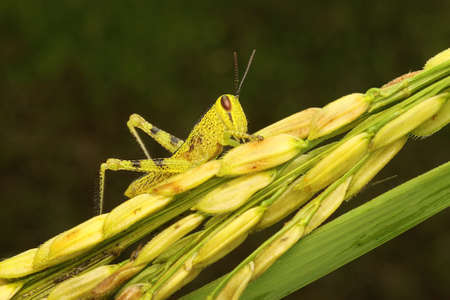 A young grasshopper is resting on the grains of rice.の写真素材