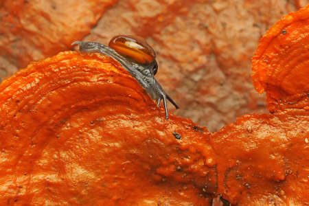 A small snail is foraging on a bush.の写真素材