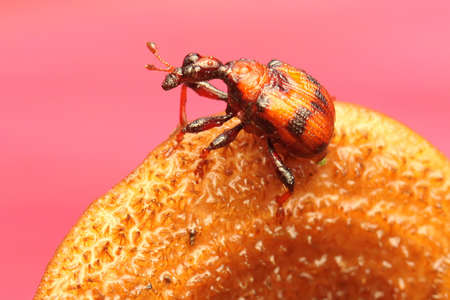 A giraffe weevil is looking for food on a fungus growing on rotting wood. This insect has the scientific name Apoderus tranquebaricus.の写真素材