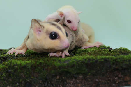 A mother sugar glider holds her baby to protect her baby from predators. This marsupial mammal has the scientific name Petaurus breviceps.の写真素材