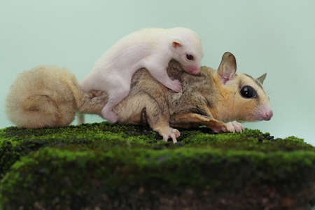 A mother sugar glider holds her baby to protect her baby from predators. This marsupial mammal has the scientific name Petaurus breviceps.の写真素材