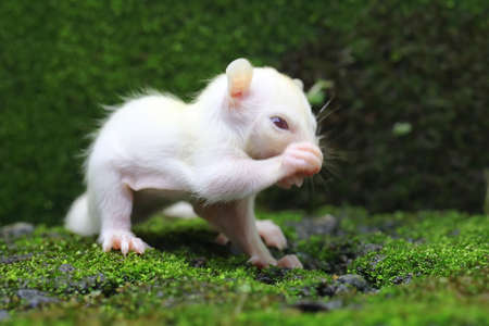 A one month old albino sugar glider baby on a green background. This marsupial mammal has the scientific name Petaurus breviceps.の写真素材