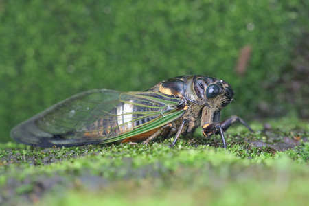 A cicadas are resting in the bushes. The insect that has a loud voice has the scientific name...