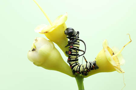 A caterpillar is foraging in a bush. These insects like to eat leaves, flowers and young fruit.