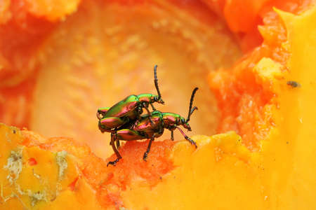 A pair of frog leg beetles mating. This insect has the scientific name Sagra sp.の写真素材