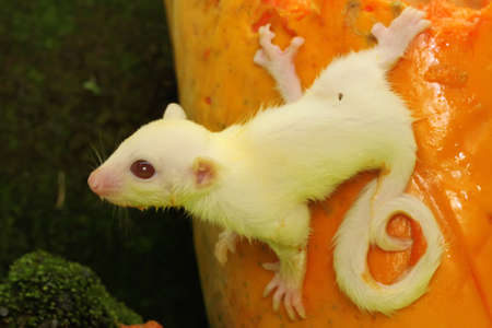 A one month old albino sugar glider baby on a bush. This marsupial mammal has the scientific name Petaurus breviceps.の写真素材