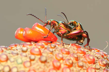 A pair of frog leg beetles mating. This insect has the scientific name Sagra sp.