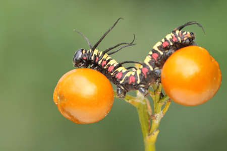 A caterpillar is foraging in a bush. These insects like to eat leaves, flowers and young fruit.
